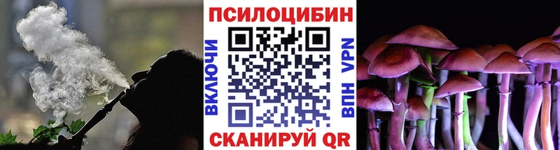 Псилоцибиновые грибы Psilocybe  купить  цена  ОМГ ОМГ   Стародуб 